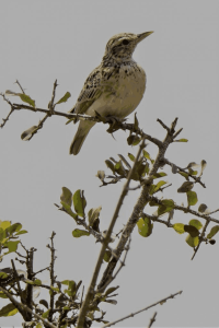 birdwatching in Kenya