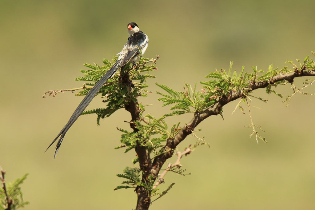 birdwatching in Kenya