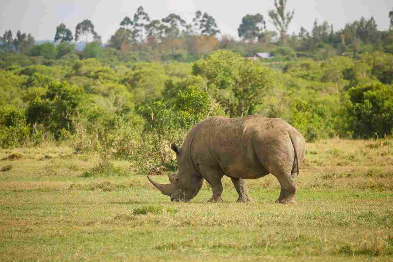 African Safari Lingo- Words and Phrases You Should Know - Wild Springs