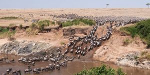 The Great Migration in Maai Mara