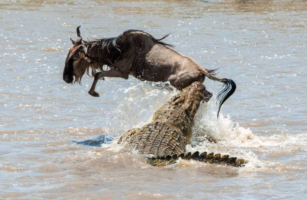 The Great Migration - The best time to visit Masai Mara Kenya