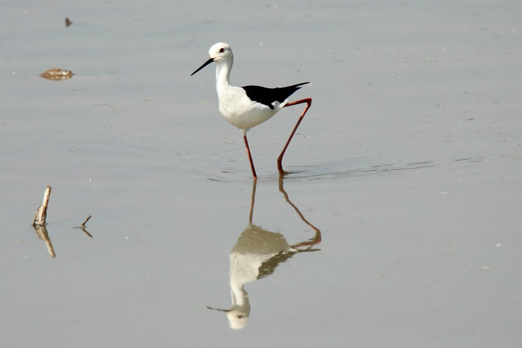 Beginner's guide to birdwatching in Kenya