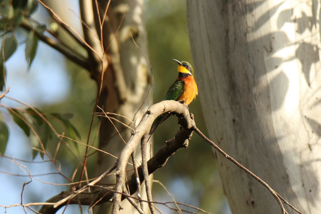 Birdwatching course in Kenya