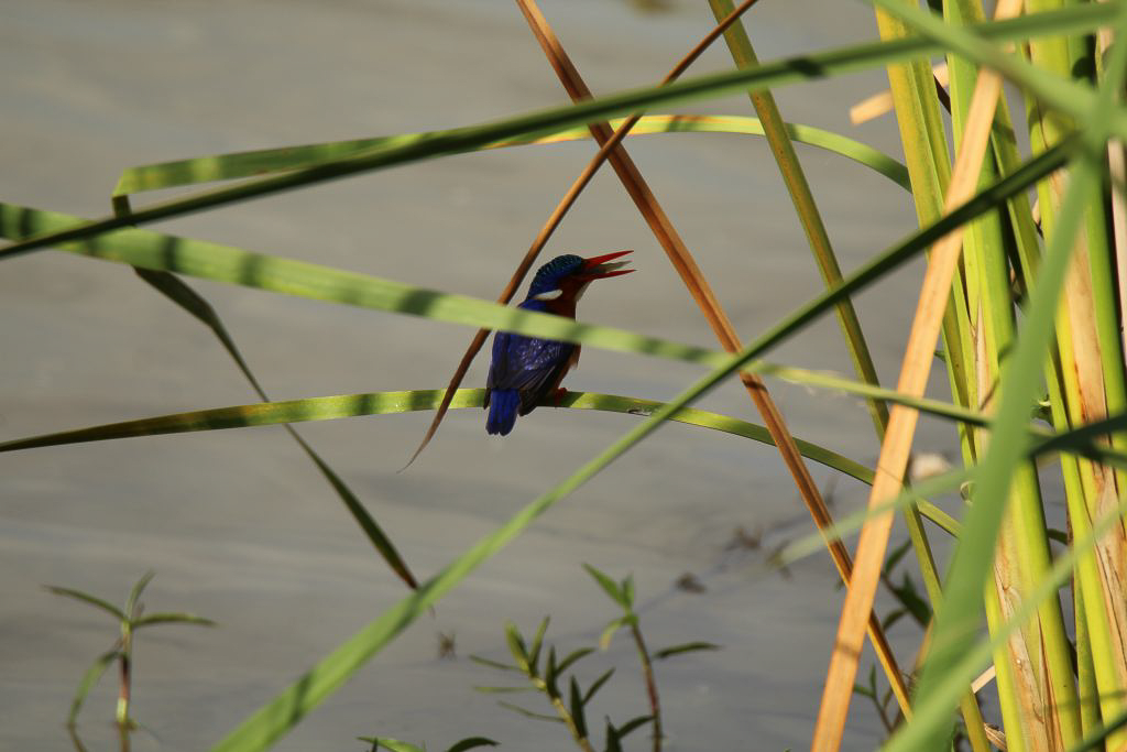 Birdwatching course guide in Kenya