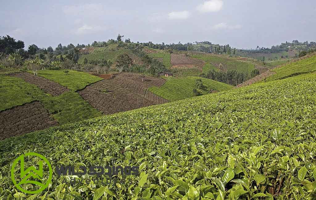 Tea Farming Industry in Kenya – Wild Springs