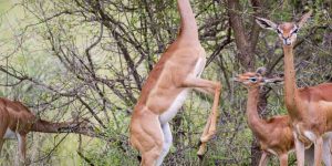 a picture showing a Gerenuk feeding in Samburu National Reserve