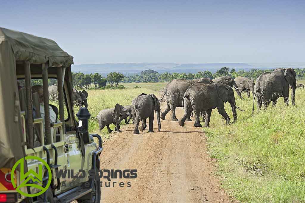 
best time to visit masai mara