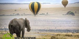 how-to-plan-book-a-masai-mara-safari-in-kenya