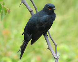 Birding in Nairobi National Park