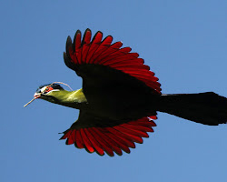 NAIROBI NATIONAL PARK BIRDING TOUR