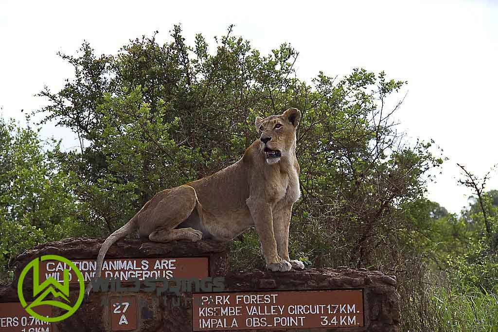 nairobi national park tour packages