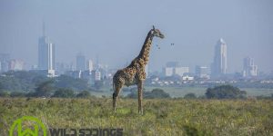 nairobi national park night game drive