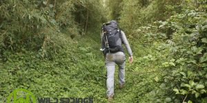 trekking in kimakia forest, southern aberdare trails