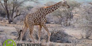 Samburu National Reserve Kenya Safari