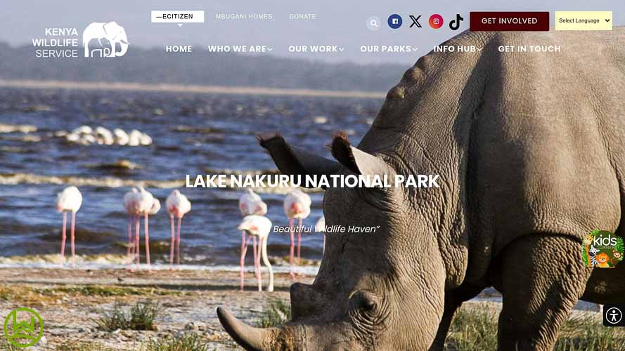 A website Screenshot photo of rhino grazing peacefully in the grasslands of Lake Nakuru National Park showing Flamingoes on the background.