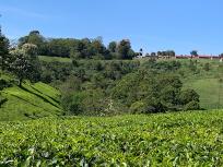 Tea Farming & Tea Production Tour, Tigoni Kenya | Nairobi Farm Tours
