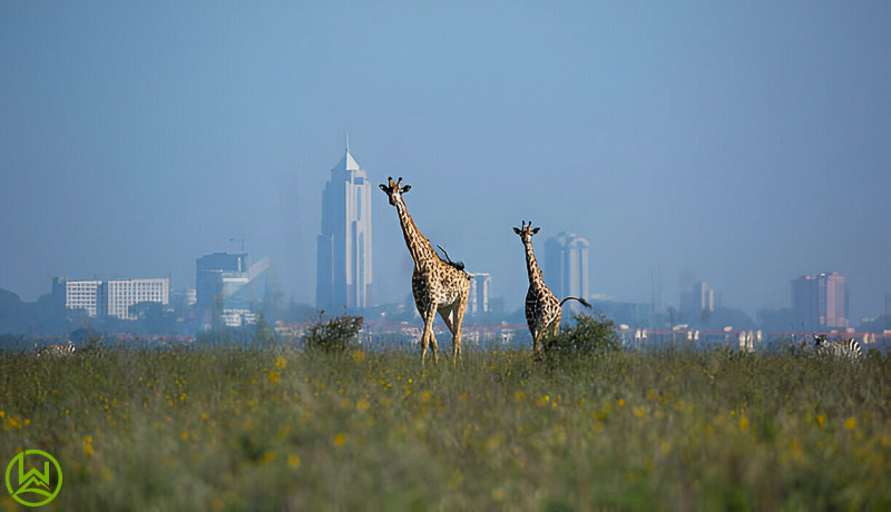Nairobi National Park Morning Game Drive Safari