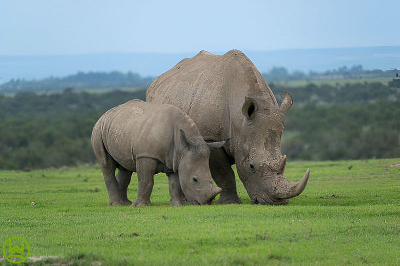 2 Days 1 Night Ol Pejeta Conservancy