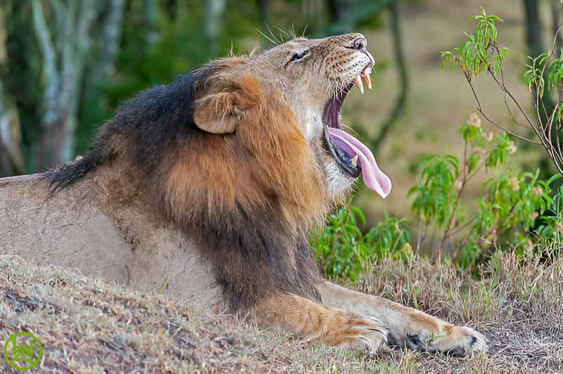 2 Days 1 Night Ol Pejeta Conservancy