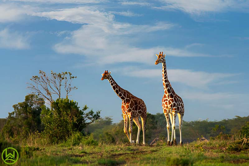 2 Days 1 Night Ol Pejeta Conservancy