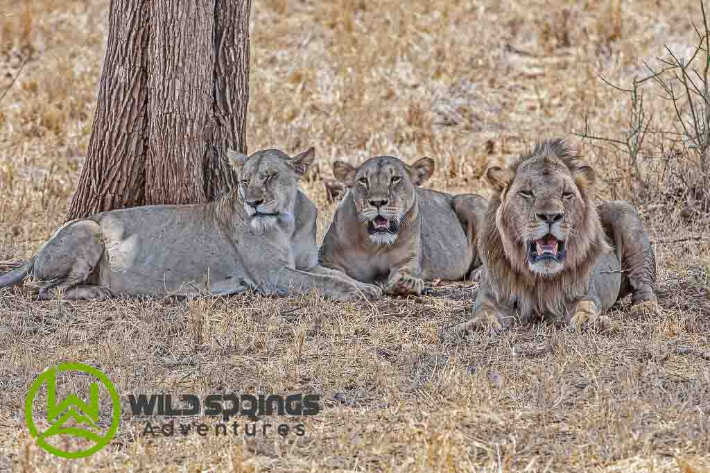 Meru National Park Safari- The Complete Wilderness