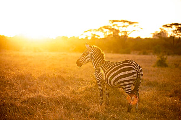 Nairobi National Park Evening Game Drive | From Kes 4,000