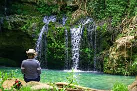 🌳Ngare Ndare Forest Day Trip From Nairobi Or Nanyuki 2026🌳