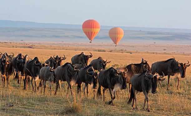 3-Day Budget Masai Mara Safari - Group Joining · Daily Departures — Wild Springs Adventures outdoor event