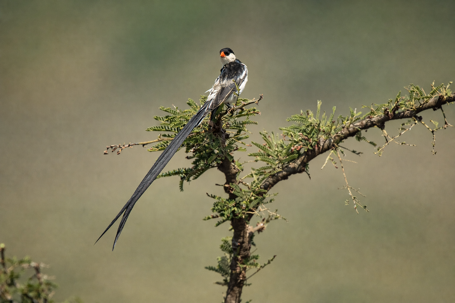 Beginner’s Guide To Bird Watching In Kenya