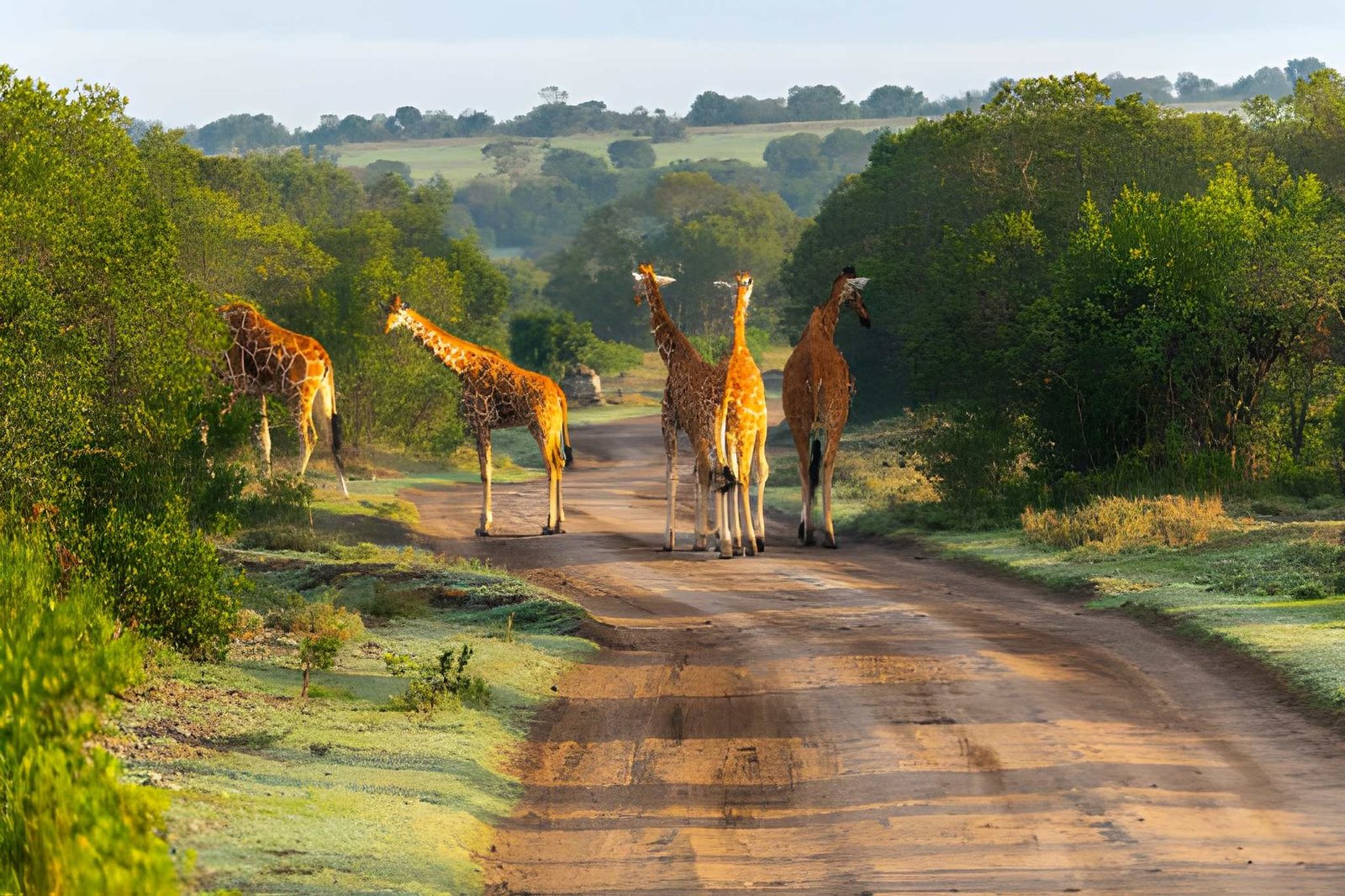 Labour Day Weekend Samburu Safari 2027 — Samburu Special Five | 1 To 3 May — Wild Springs Adventures outdoor event