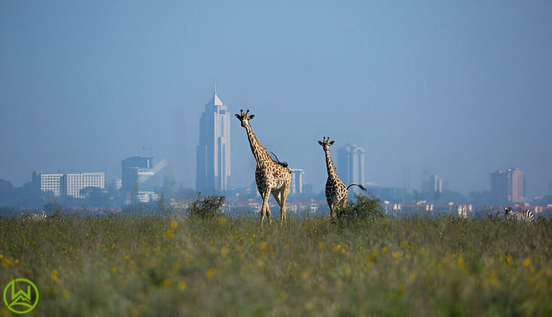 Nairobi National Park Morning Game Drive Safari 2026