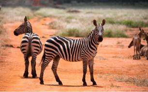 Experience The Thrilling Tsavo East & West National Park Safari