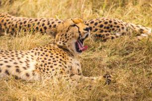 3 Days 2 Nights Masai Mara Kenya Safari Package | Safari Tours, Hiking ...
