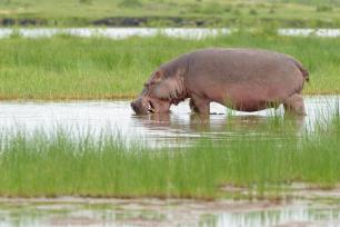 3 Days 2 Nights Amboseli National Park Experience