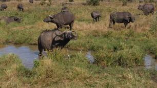 3 Days 2 Nights Amboseli National Park Experience