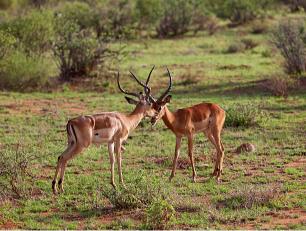 Experience The Thrilling Tsavo East & West National Park Safari