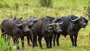 Experience The Thrilling Tsavo East & West National Park Safari