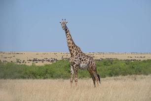 Experience The Thrilling Tsavo East & West National Park Safari