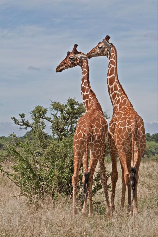 3 Days 2 Nights Samburu National Reserve Safari Experience.