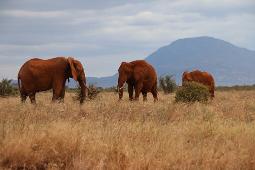 Two Nights Safari To Tsavo